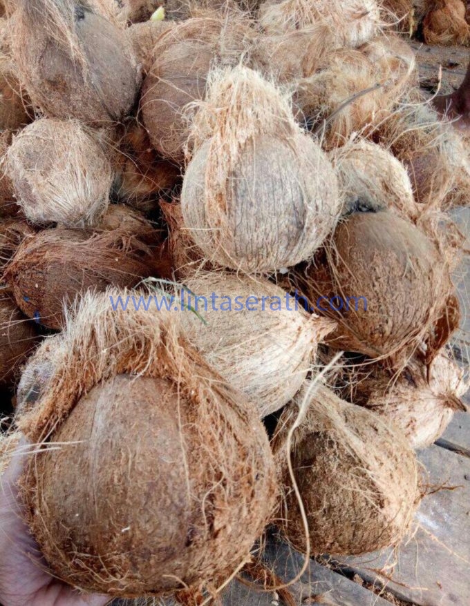semi-husked-matured-coconut-supplier-manufacturers-wholesalers-and